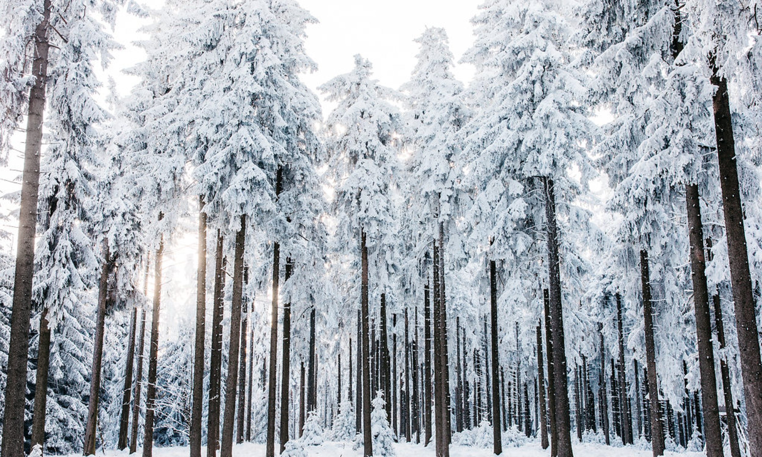 WinterShoot_Bridelights-1